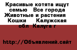 Красивые котята ищут семью - Все города Животные и растения » Кошки   . Калужская обл.,Калуга г.